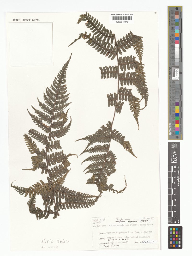 Diplazium nymanii
