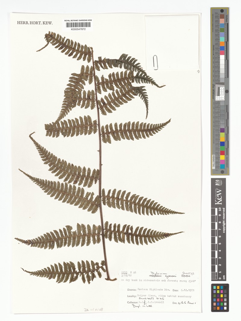 Diplazium nymanii photo 2