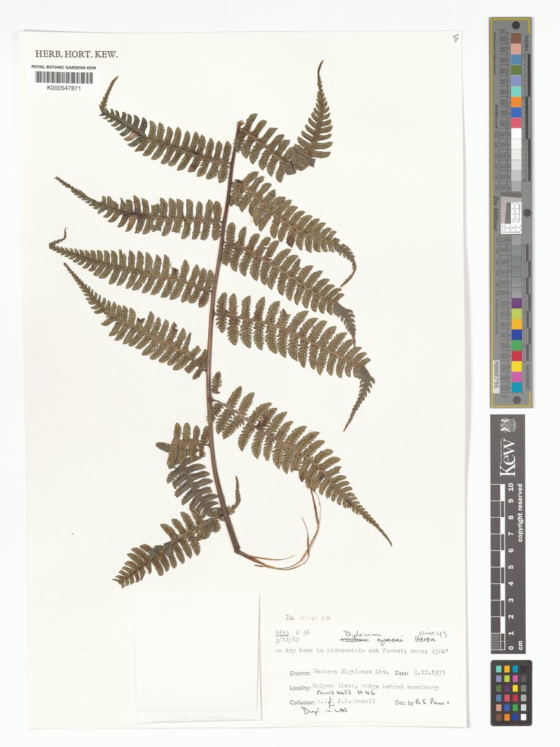 Diplazium nymanii photo 3