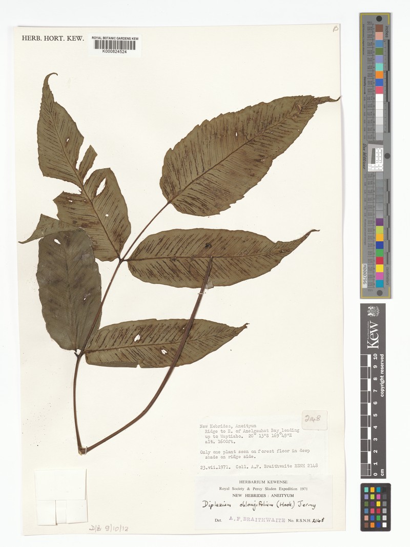Diplazium oblongifolium