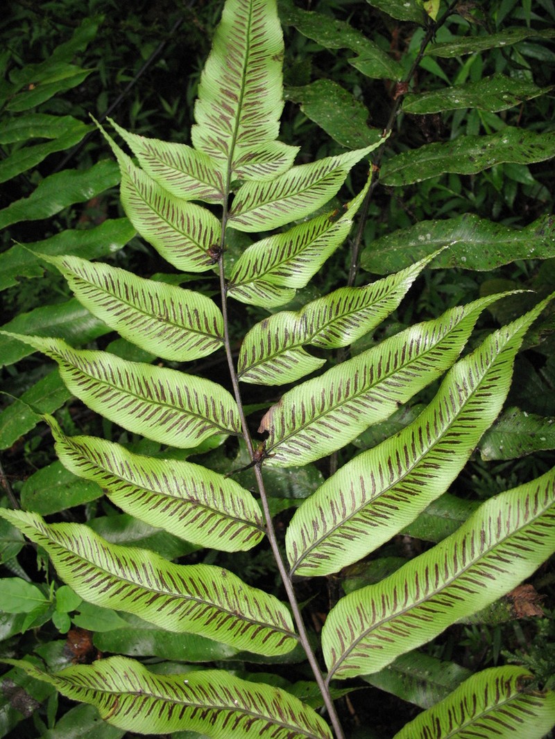 Diplazium obscurum