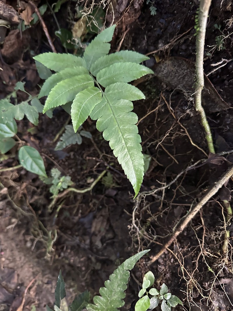 Diplazium obscurum photo 2