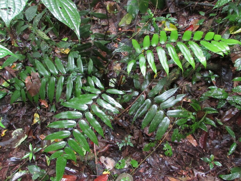 Diplazium obscurum photo 4
