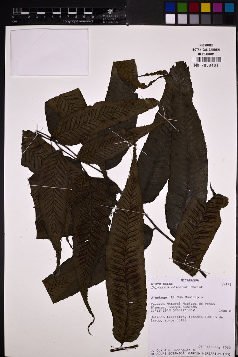 Diplazium obscurum photo 6