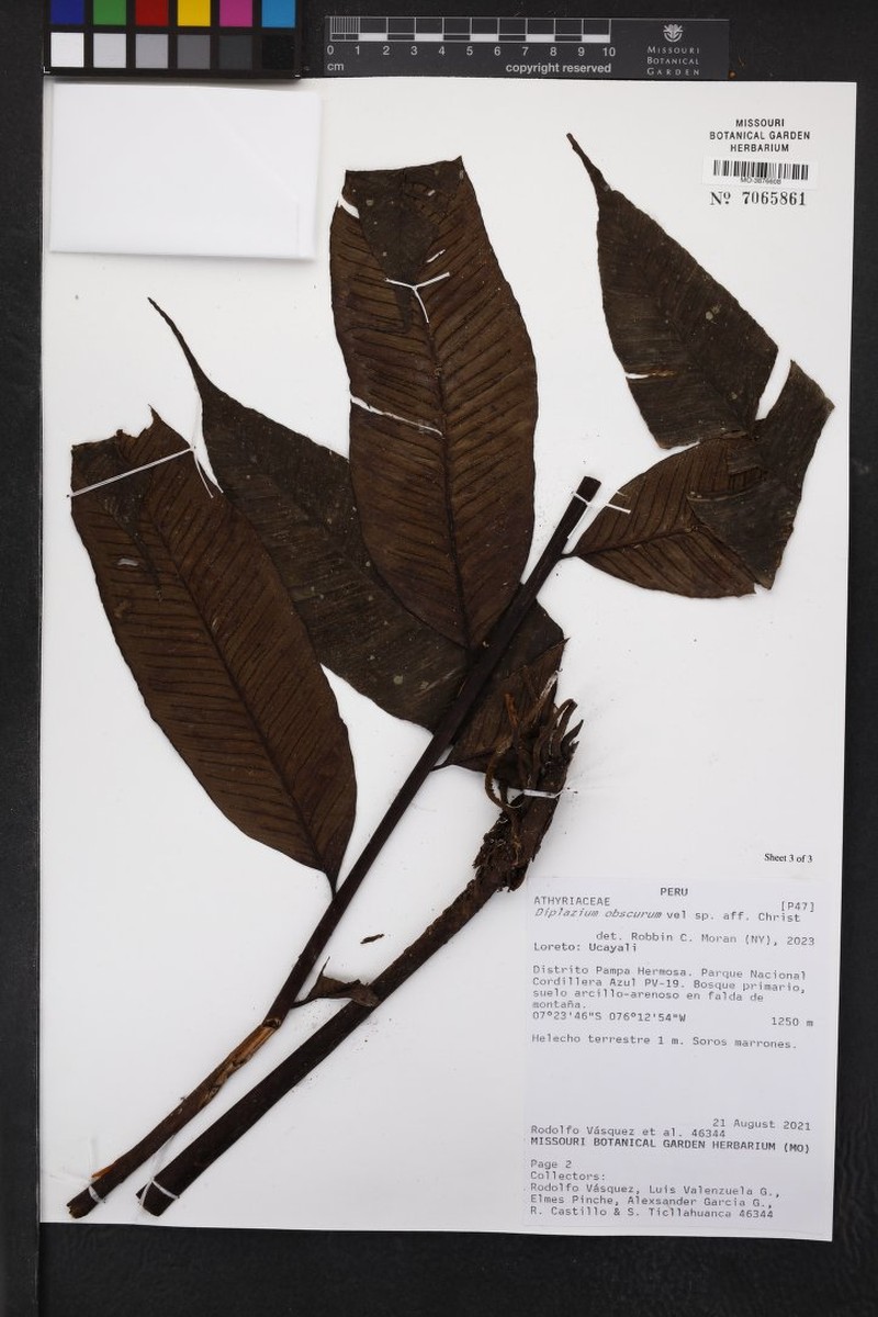 Diplazium obscurum photo 7