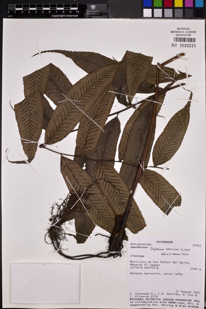 Diplazium obscurum photo 8