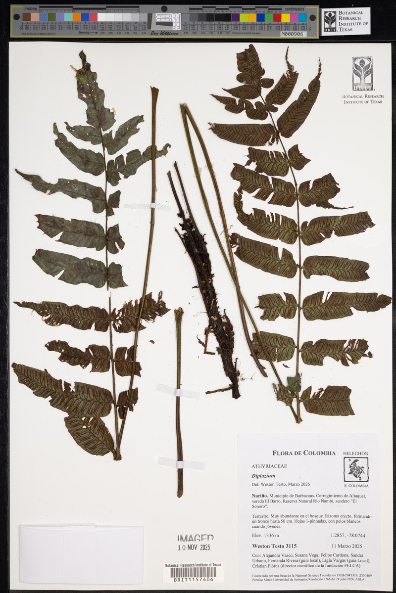 Diplazium oellgaardii