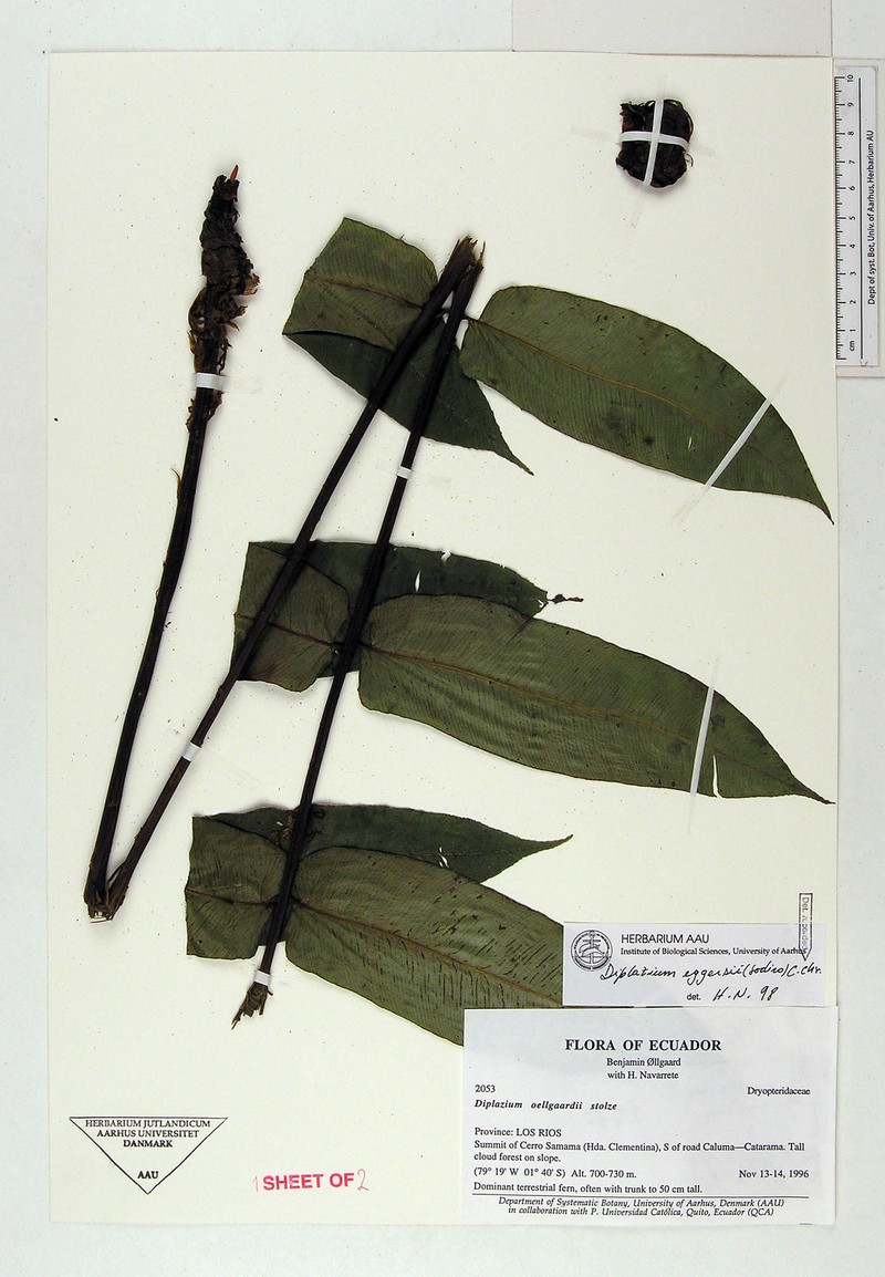 Diplazium oellgaardii photo 2
