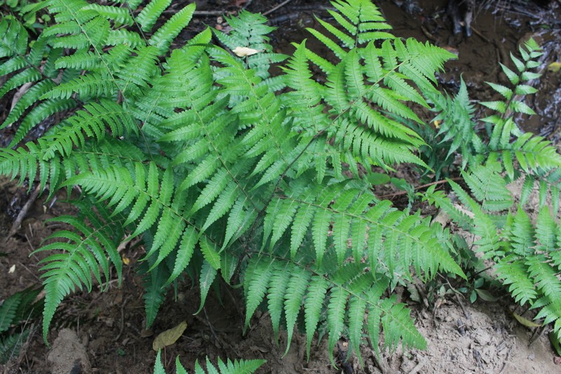 Diplazium okinawaense photo 6