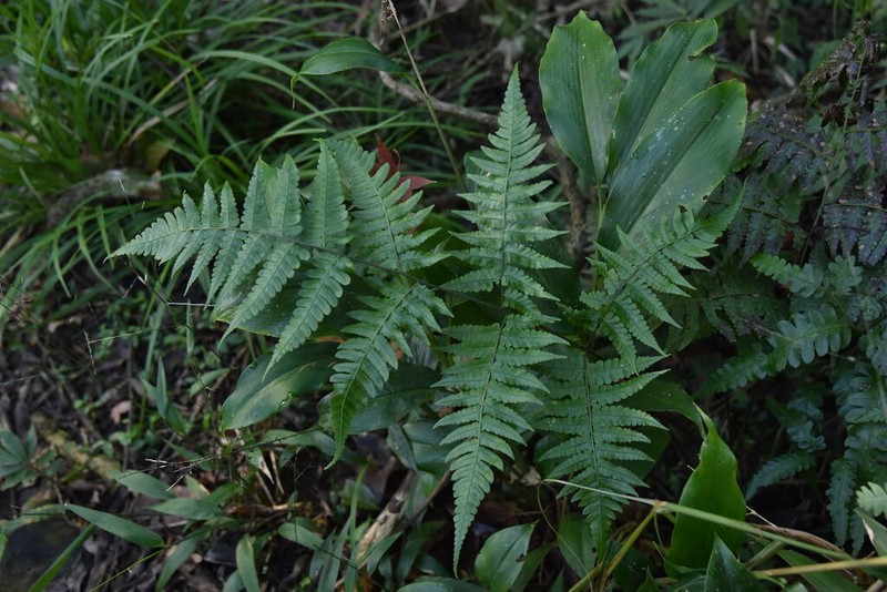 Diplazium okinawaense photo 8