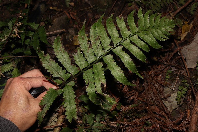 Diplazium okudairae