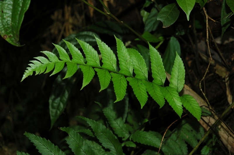 Diplazium okudairae photo 3