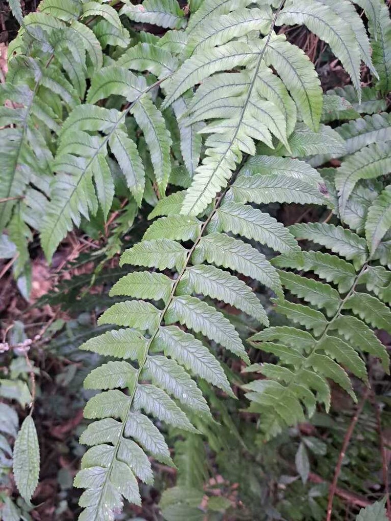 Diplazium okudairae photo 5