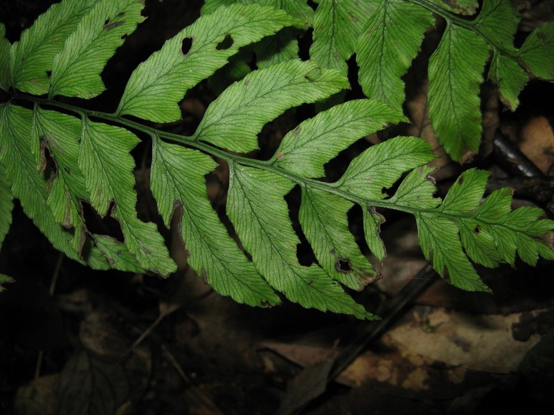 Diplazium okudairae photo 6