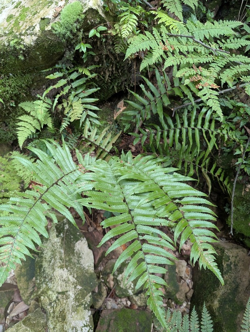 Diplazium okudairae photo 7