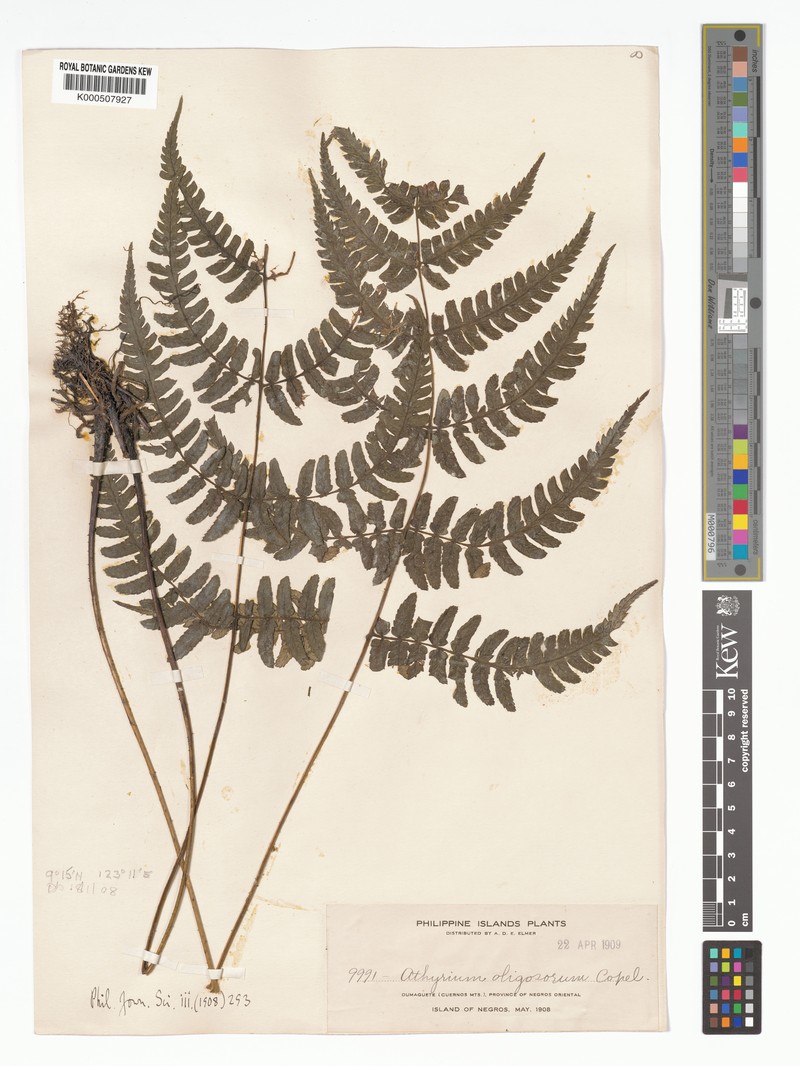 Diplazium oligosorum photo 2