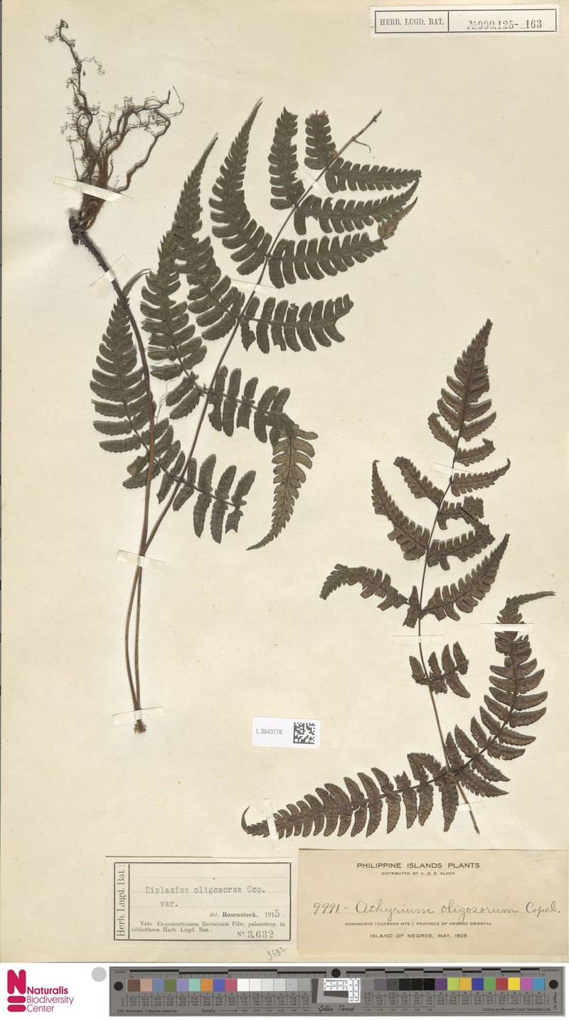 Diplazium oligosorum photo 3