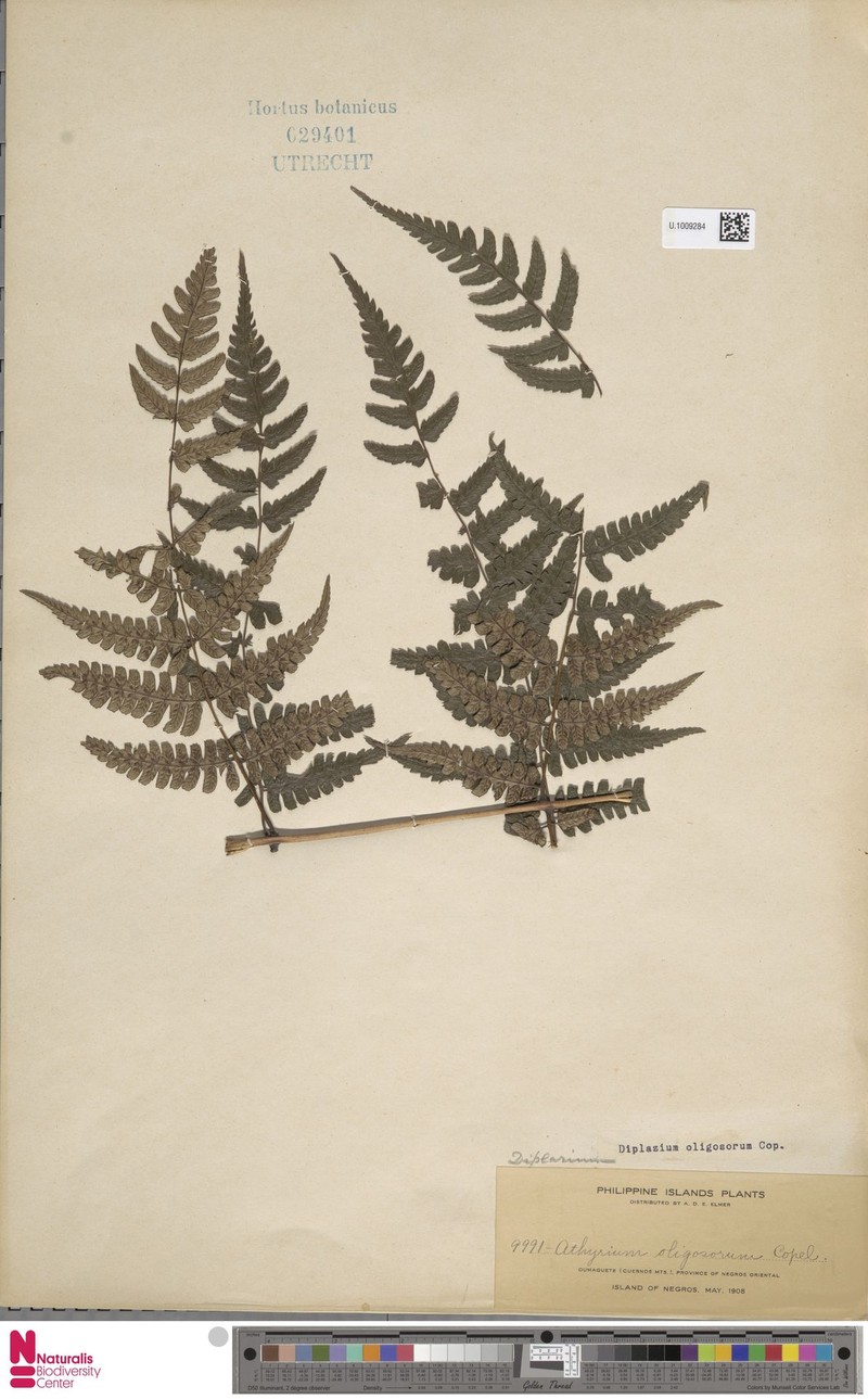 Diplazium oligosorum photo 4