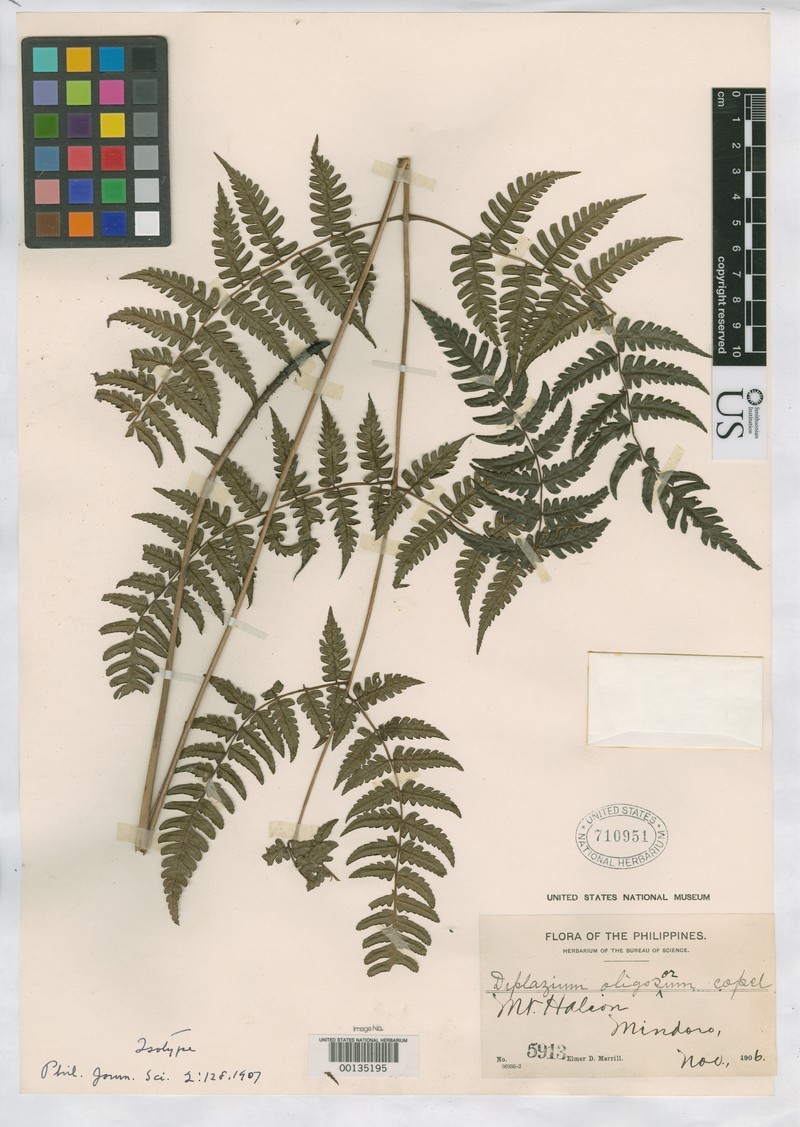 Diplazium oligosorum