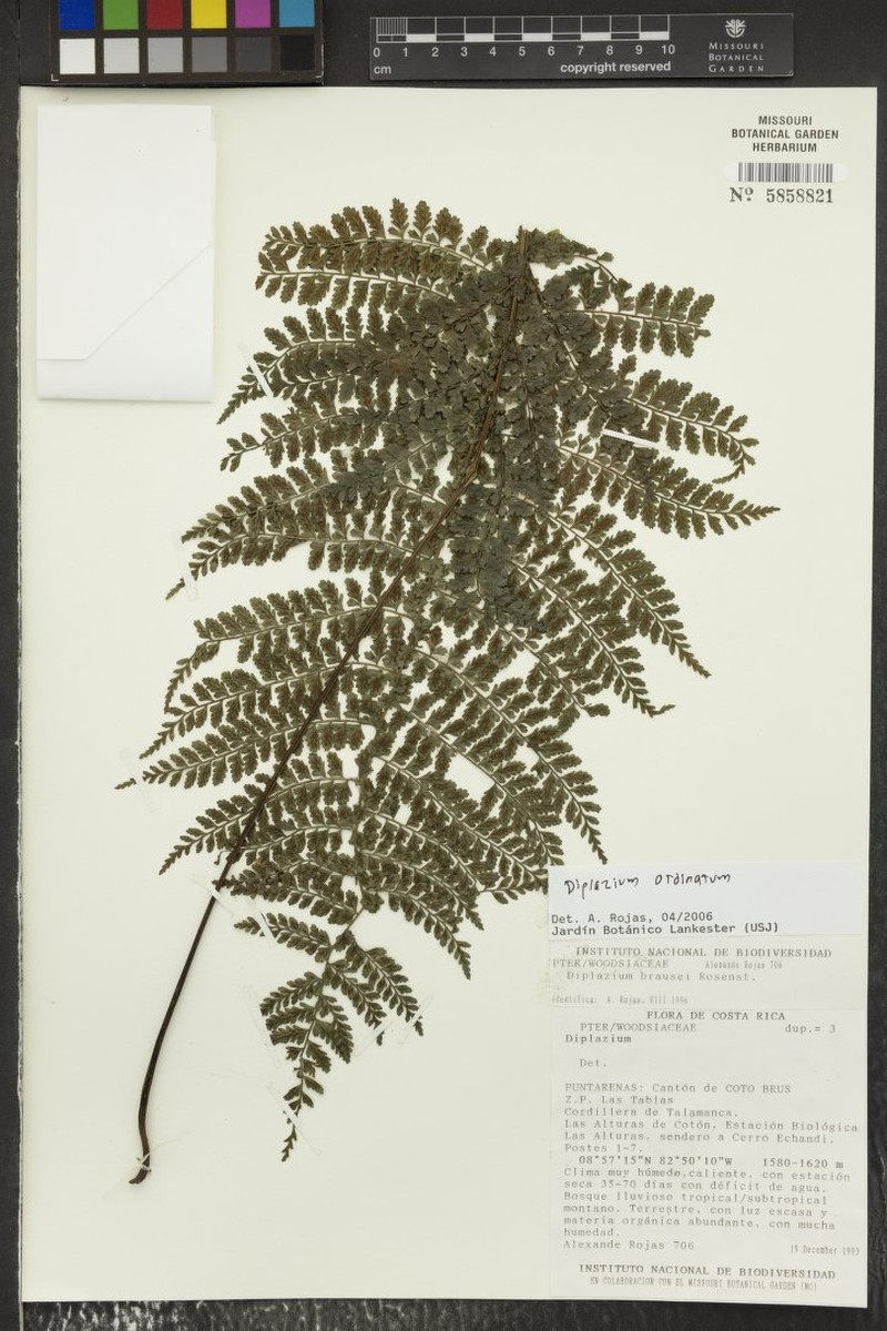 Diplazium ordinatum
