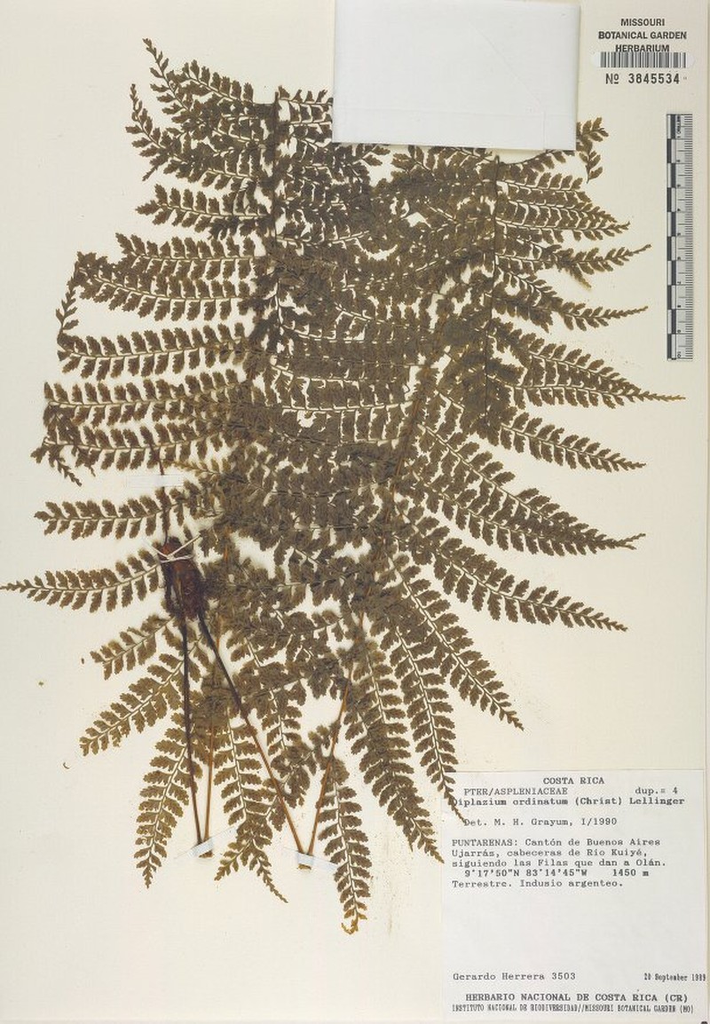 Diplazium ordinatum photo 2