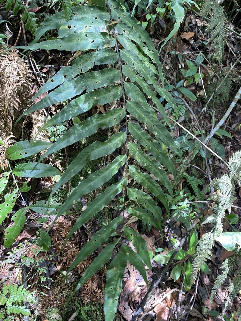 Diplazium ottonis