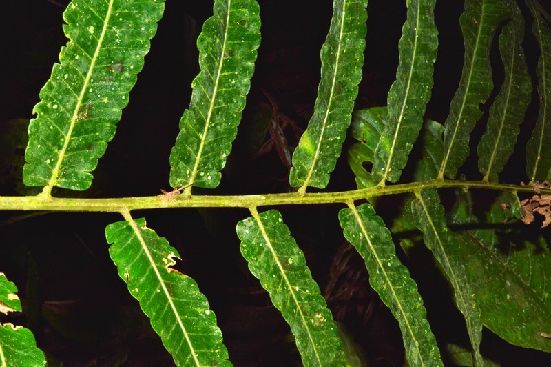Diplazium ottonis photo 2