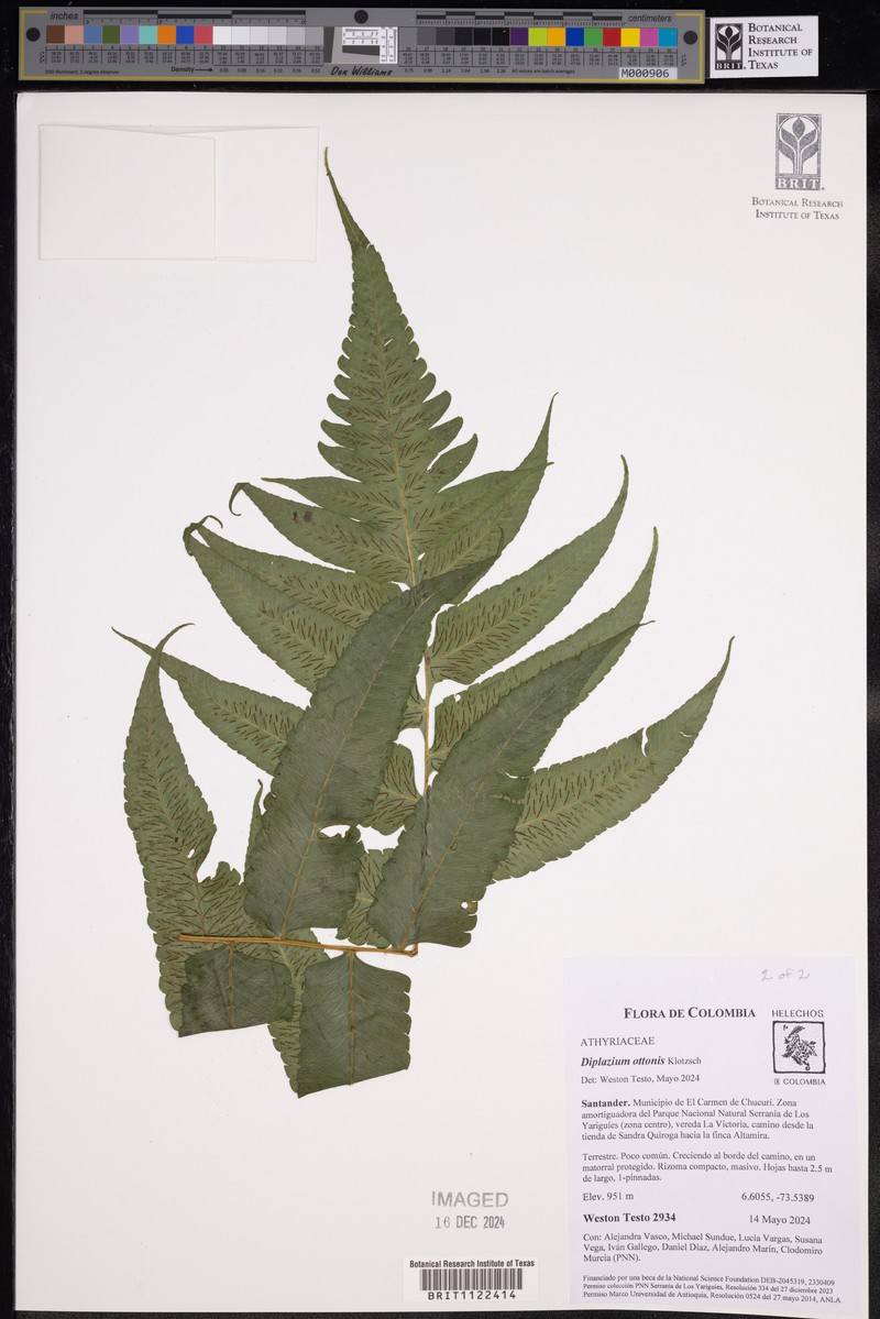 Diplazium ottonis photo 4