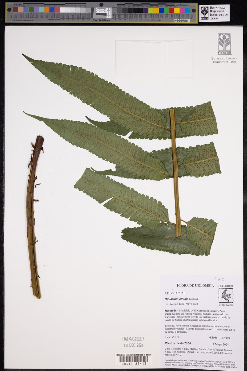 Diplazium ottonis photo 6