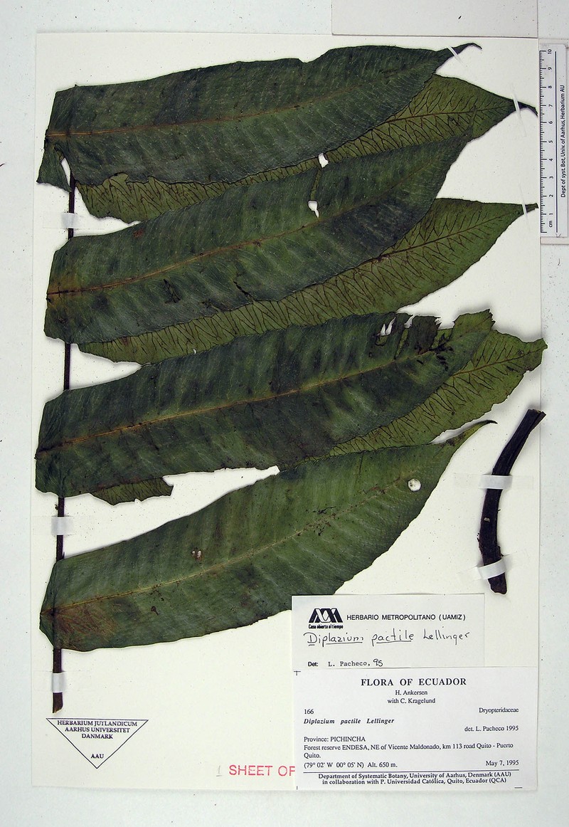 Diplazium pactile