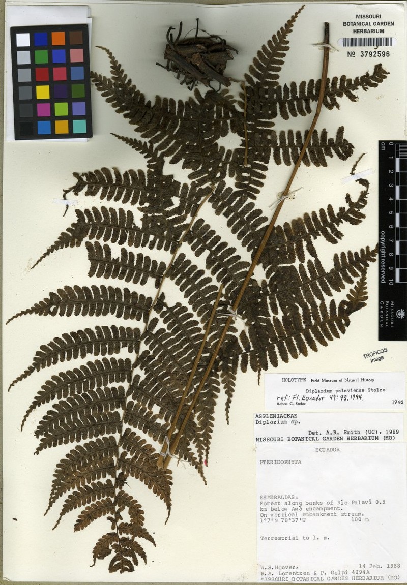 Diplazium palaviense