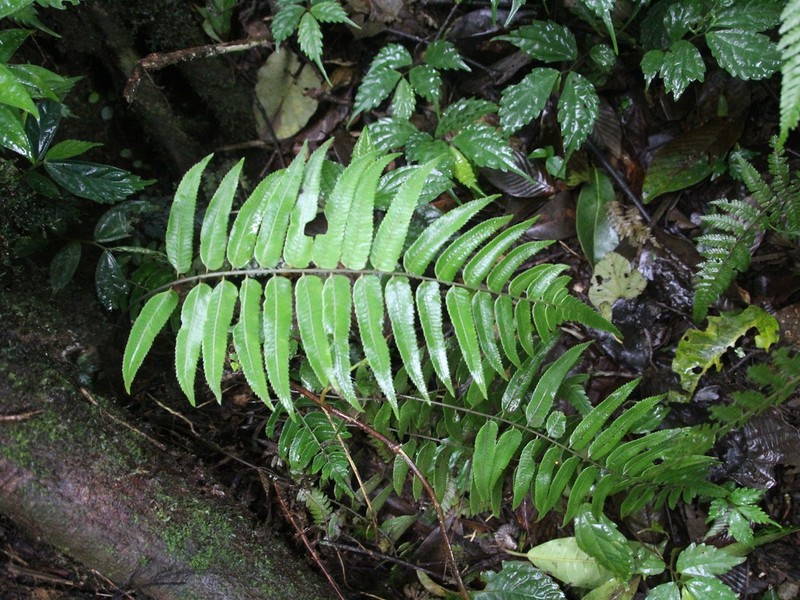 Diplazium pallidum