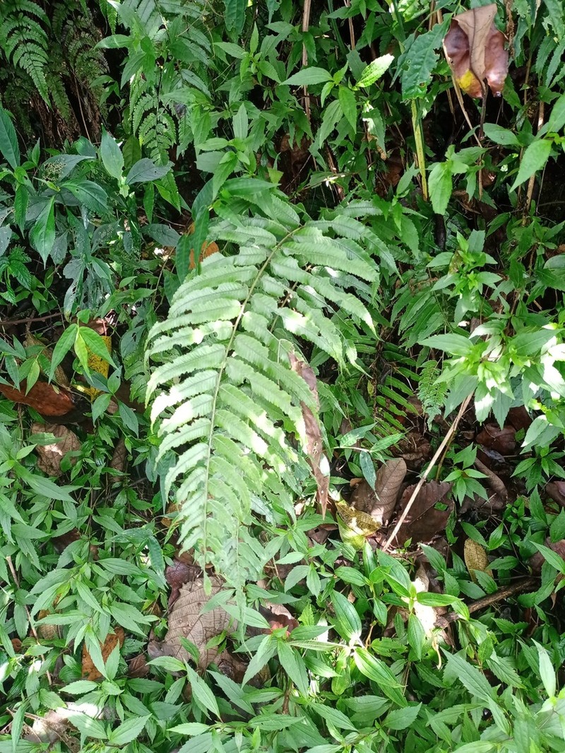 Diplazium pallidum photo 2
