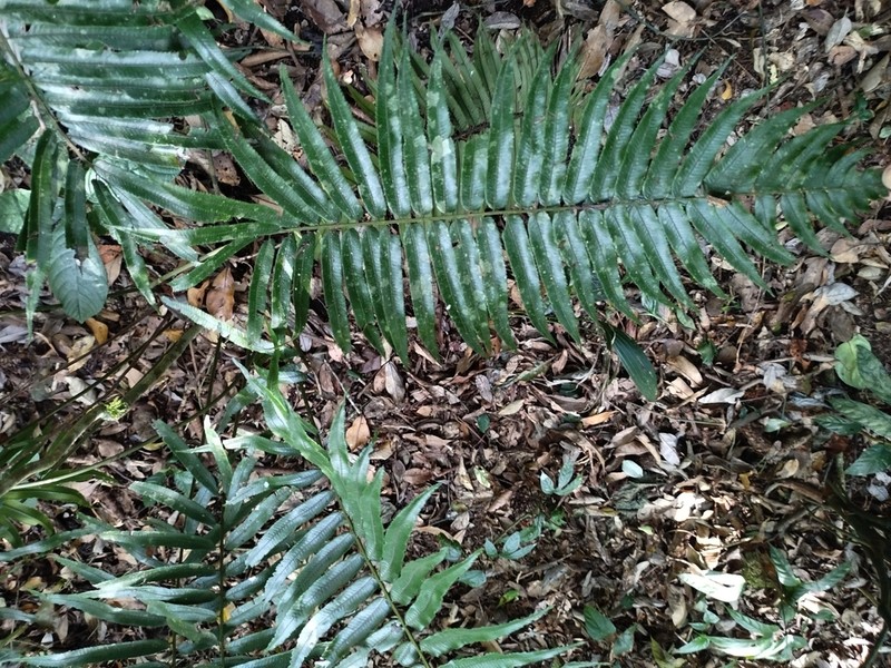 Diplazium pallidum photo 3
