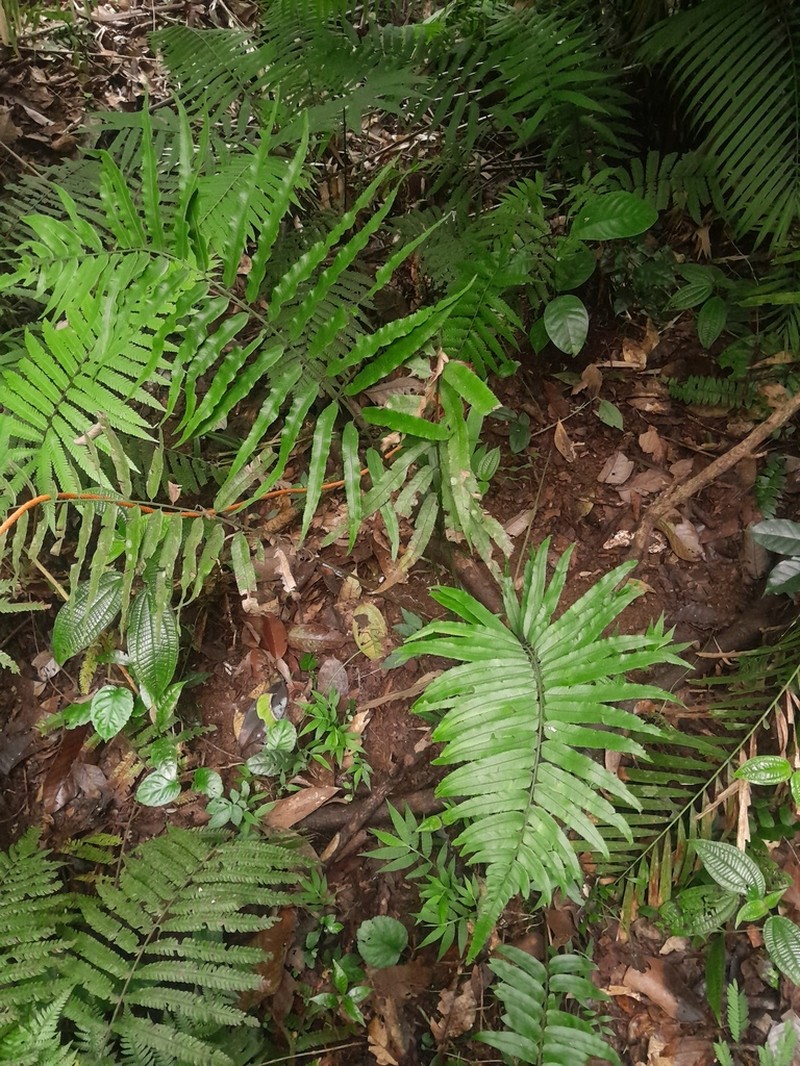 Diplazium pallidum photo 4