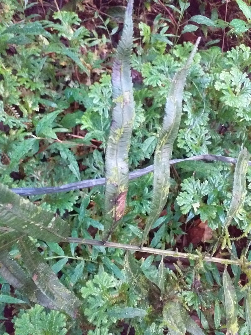 Diplazium pallidum photo 5