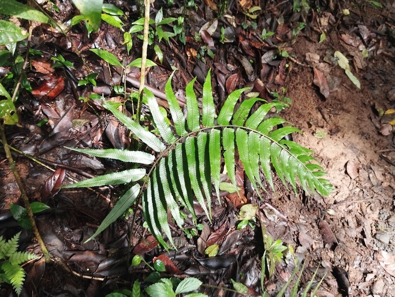 Diplazium pallidum photo 7