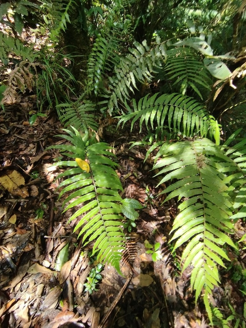 Diplazium pallidum photo 8