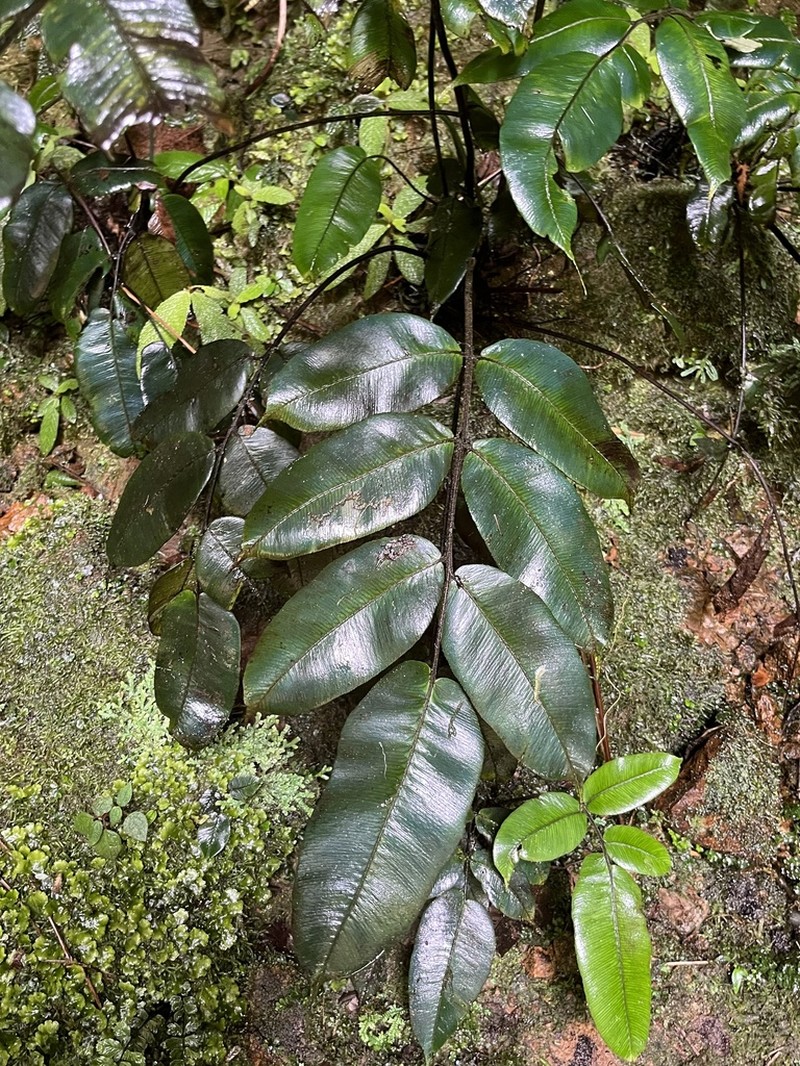 Diplazium palmense