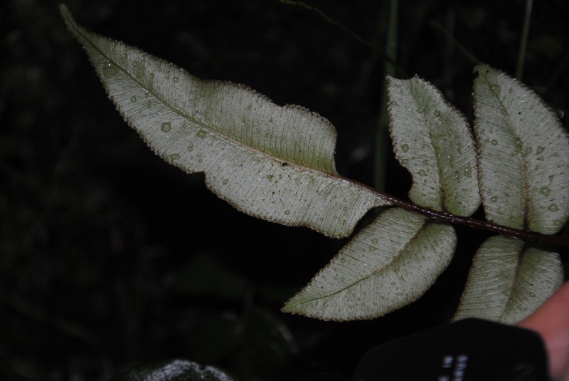 Diplazium palmense photo 3
