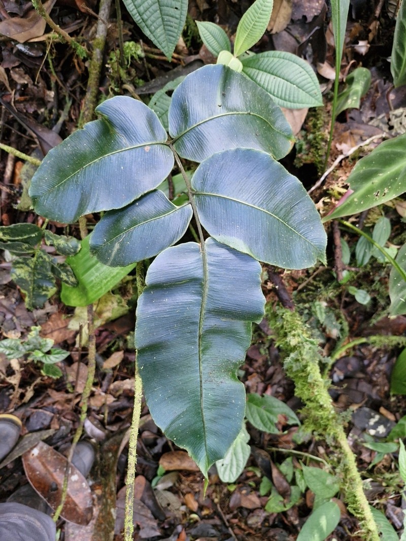Diplazium palmense photo 6