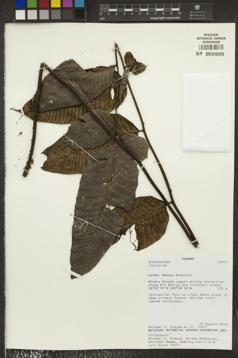 Diplazium palmense photo 8