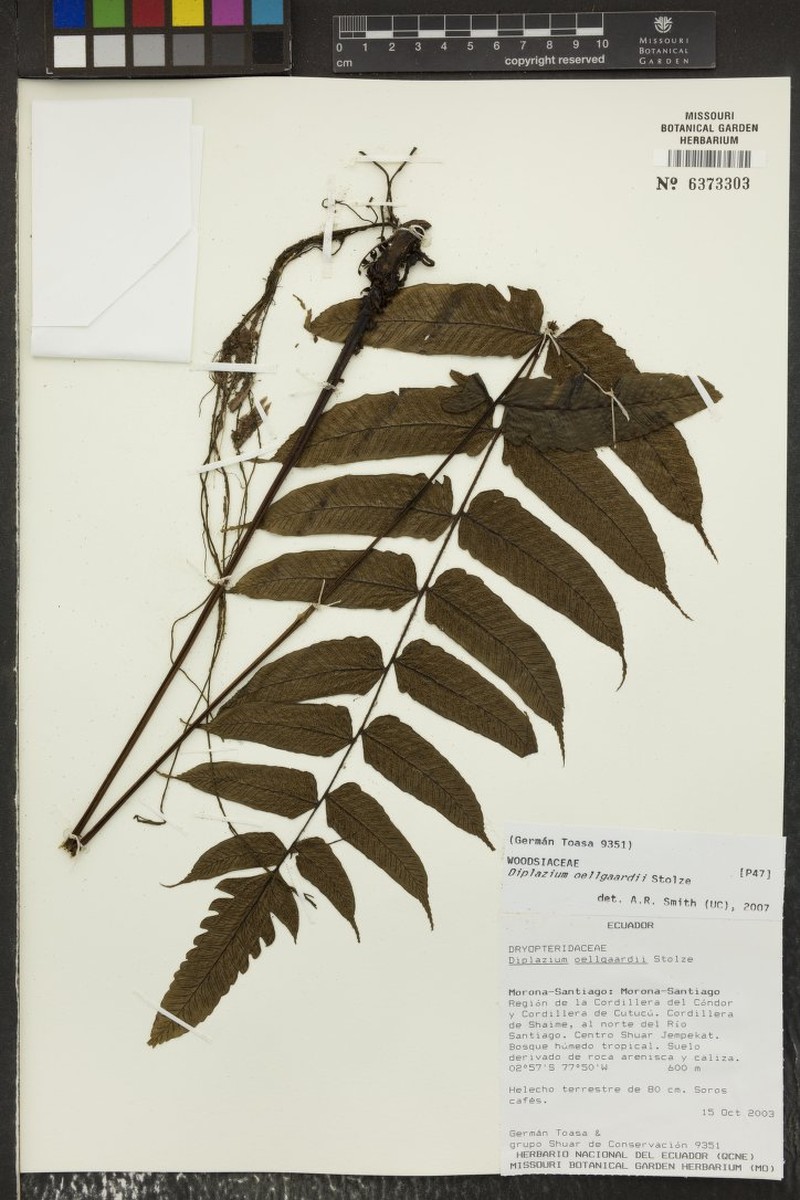 Diplazium panamense