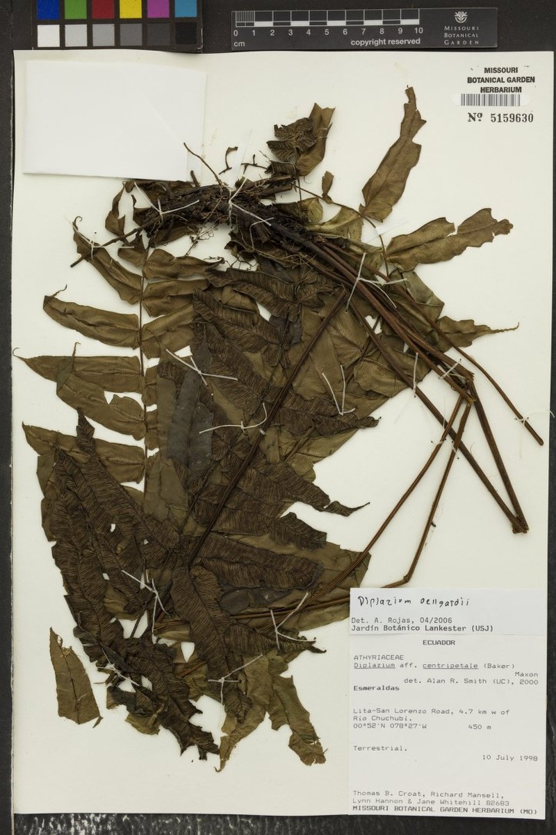 Diplazium panamense photo 2