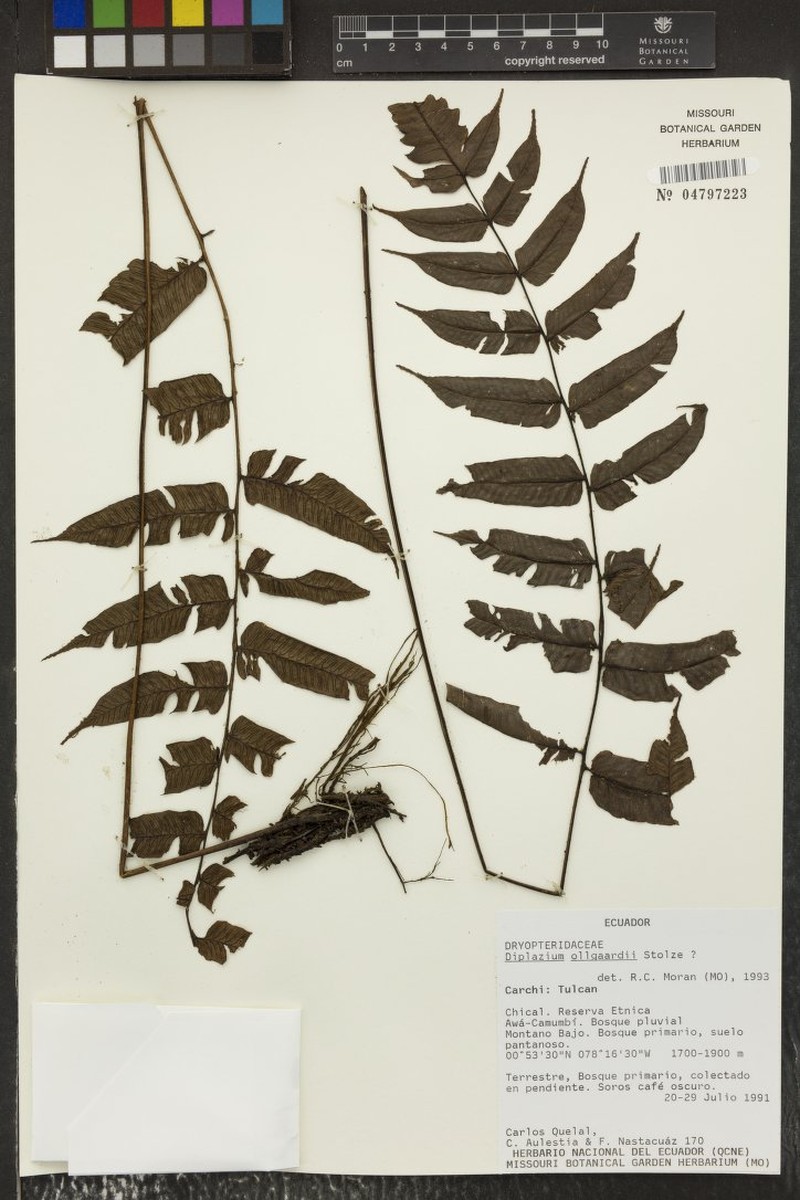 Diplazium panamense photo 3