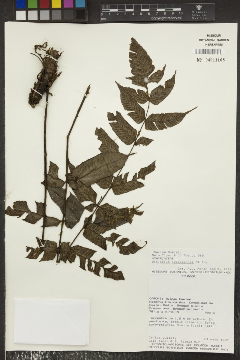 Diplazium panamense photo 4