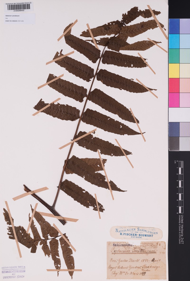 Diplazium paradoxum photo 2