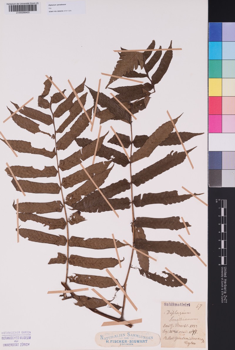 Diplazium paradoxum photo 3