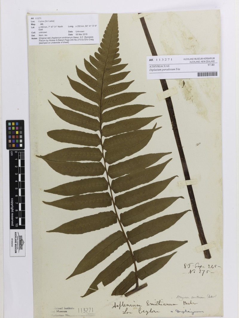Diplazium paradoxum