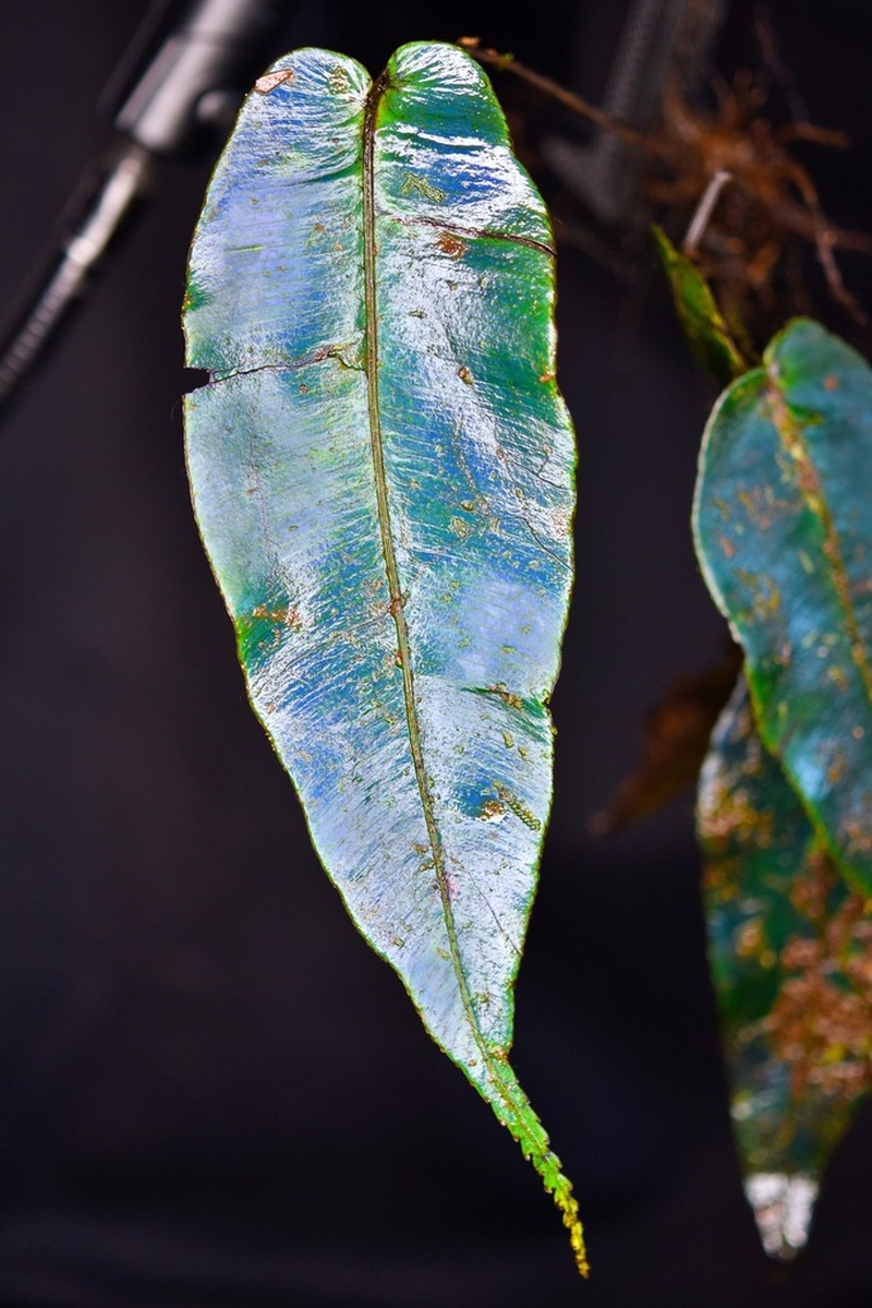 Diplazium paucipinnum